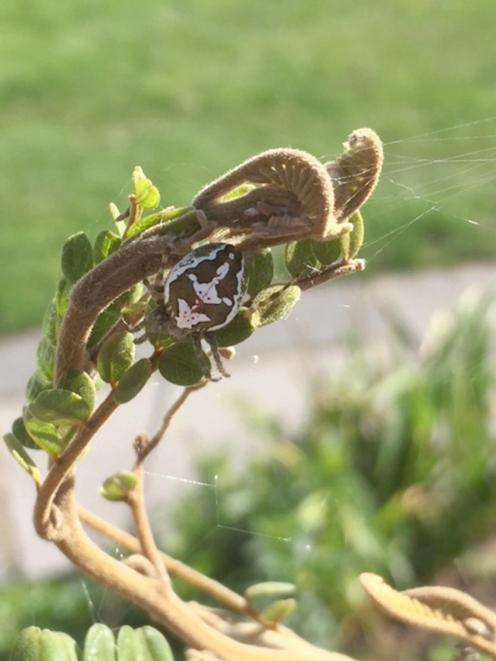 This very pretty spider was on a kowhai in the garden of Brenda Burton and Chris Hyndman, on Three Mile Hill, Dunedin, a couple of days ago. Anyone know what kind it is? Photo: Brenda Burton