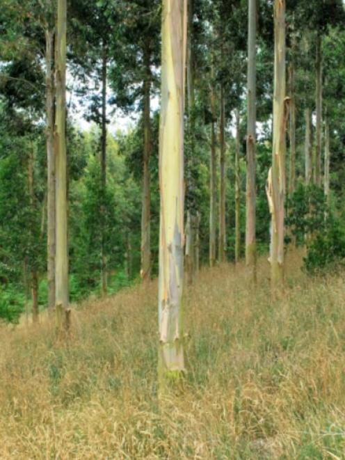 Trees such as eucalyptus are being trialled for their durable timbers. Photo from Allied Press...