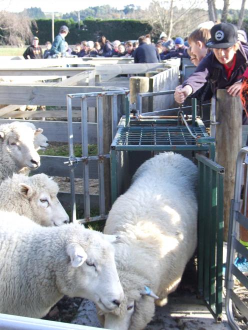 Campbell Andrew (11) tries his hand at drafting sheep at Fraser Farm.