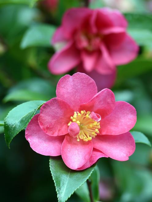 Camellia hiemalis 'Kanjiro'. Photo: Peter McIntosh