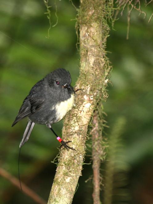 The South Island robin, one of the first translocations to Orokonui. Photo: Alister Robinson