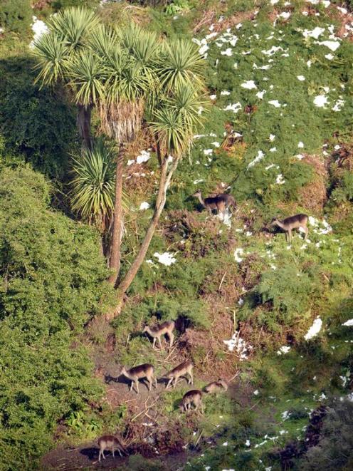 Fallow deer feed in the wild near Tapanui. Photo by Stephen Jaquiery.
