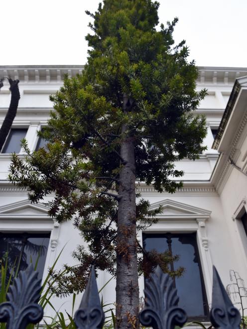 A thin young kauri outside Otago Museum. Photo: Peter McIntosh