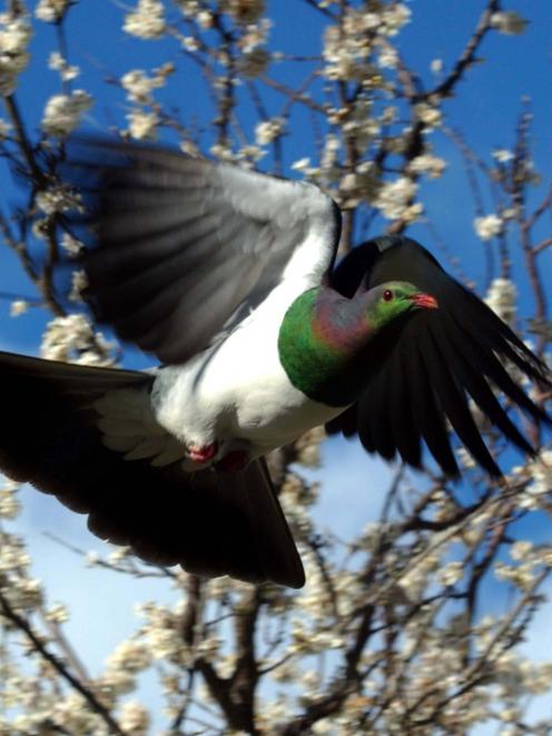 Kereru are protected birds under the Wildlife Act. Photo by Gerard O'Brien