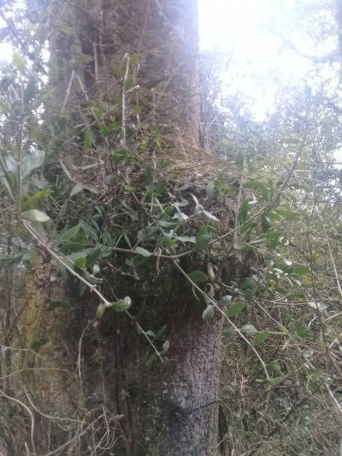 A rare native mistletoe, Tupeia antarctica, has been found on a Kuri Bush property. Photo: Janice...
