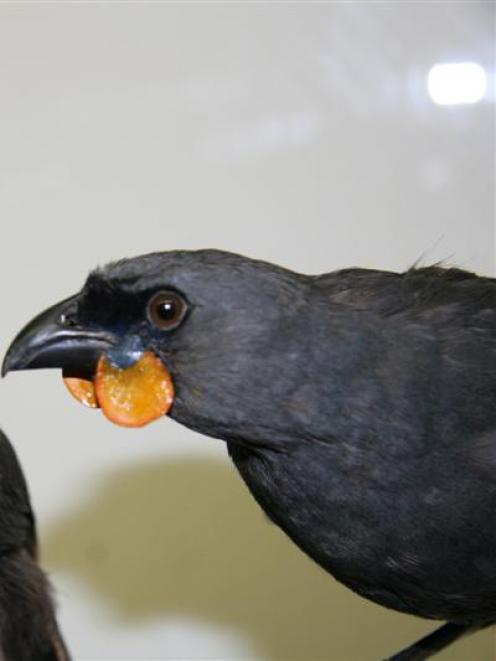 South Island Kokako