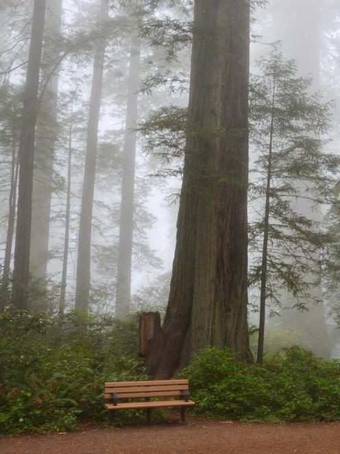 Redwoods National Park.







