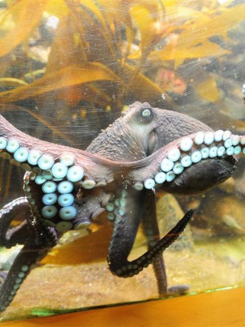 Sid the octopus glides through his tank at the Portobello Aquarium on the Otago Peninsula. Photo...