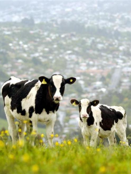 Two bobby calves graze pasture above Northeast Valley, Dunedin. Photo by Gerard O'Brien.