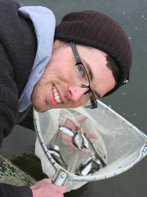 Sanford salmon hatchery technician Andrew Vincent with a handful of salmon smolt at the company's...