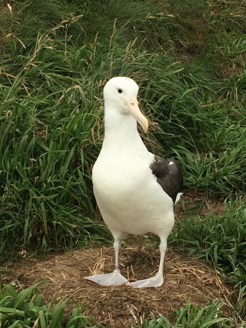 Albatross chick Gabrielle  recovers at Taiaroa Head after a failed flight. Photo: Michael Hitchcock