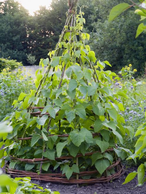 A bean teepee. Photo: Getty Images