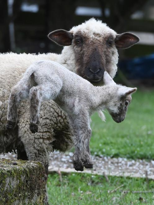 A newborn lamb near Mosgiel  enjoys the close attention of its mother last season. Photo: Gregor...