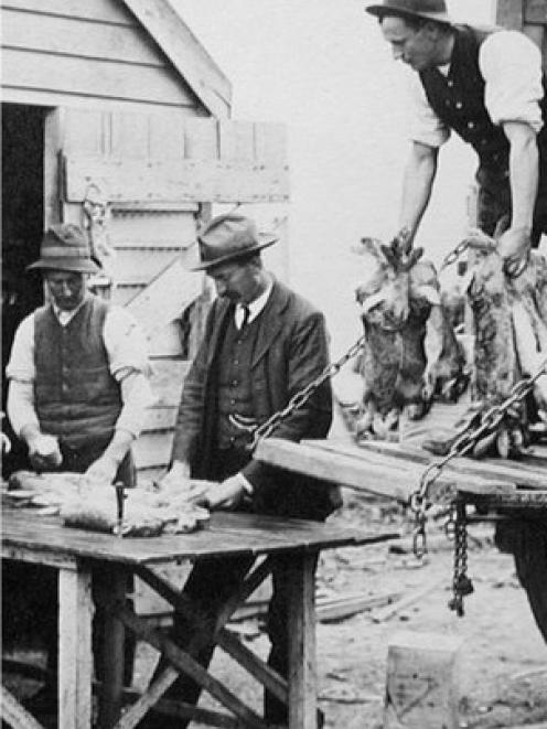 Robin Christie, of Roxburgh, sent in this rabbit-farming photo. It shows Sam McClelland, left, and Jack Sheehy of Millers Flat inspecting rabbit carcasses before loading them on to a wagon for transport to a processing factory. Photo: Robin Christie