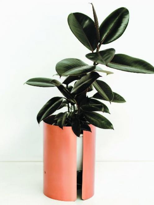 Rubber plant (Ficus elastica) in one of the most popular large plants for office decoration. 