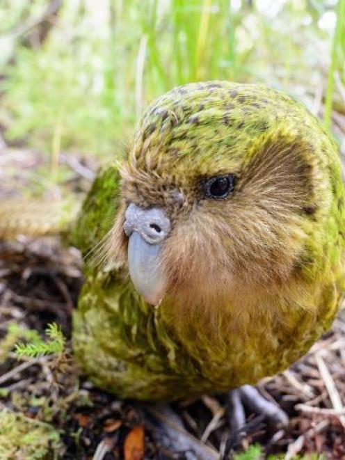 Official spokesbird for conservation and social media influencer, Sirocco. Photo: Jake Osborne