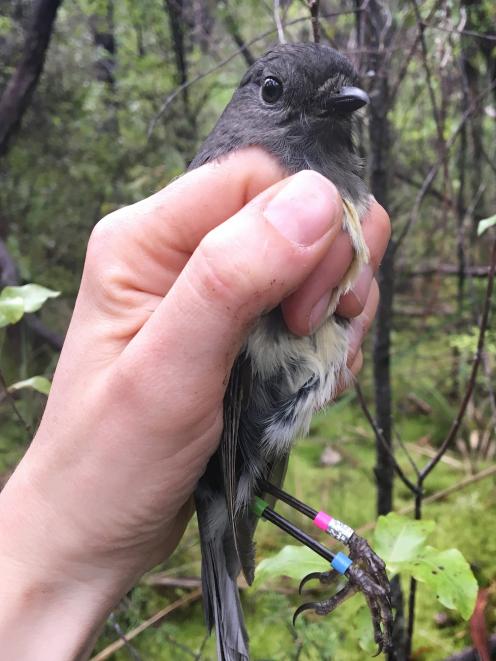 One of the South Island robins University of Otago researcher Helen Taylor studied on Adele...