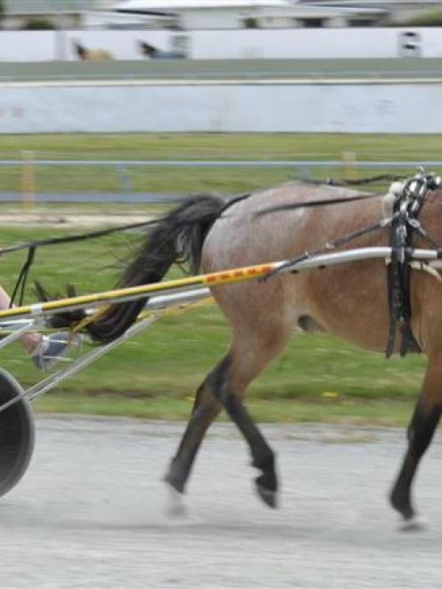 Taylah Johnston, of Dunedin, takes her first harness drive at Forbury Park Trotting Club in...
