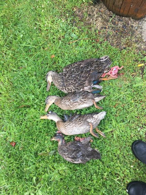 The ducks were found dead in Helensburgh on Tuesday afternoon. Photo: Thames Haldane/Facebook