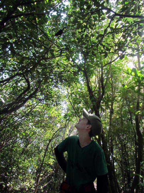 Luke Easton spots a saddleback during another of his projects. Photo: Sally Wren