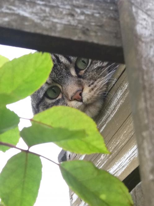 Paula Kennedy, of Mornington, says her cat Trixie is a "constant companion'' in the garden. ``She doesn't help much, but likes to supervise.'' The perfect job for a cat. Photo: Paula Kennedy