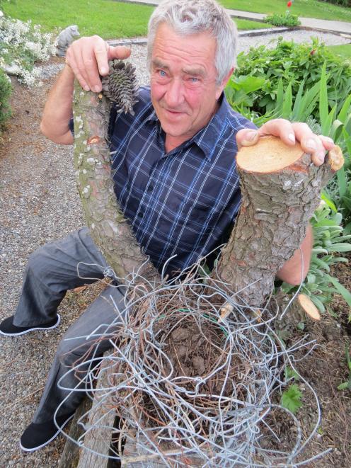 Owen Blanch, of Roxburgh, was surprised recently after cutting down a tree to find an old magpie nest made of farming wire. Various gauges were used, from old iron No 8 wire to haybale wire (baling wire), which is no longer in use, putting the nest’s age 