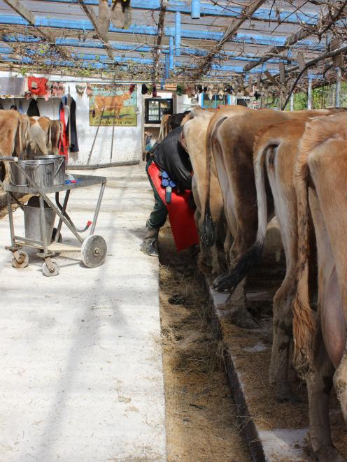 Merrall MacNeille works during a milking in his boutique shed where cows are milked once daily. Photo: Ella Stokes
