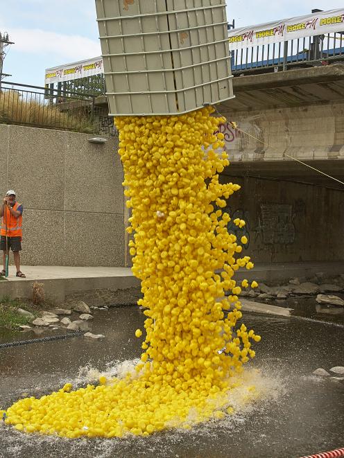 Making a splash . . . Thousands of rubber ducks will be poured into the Water of Leith for the...