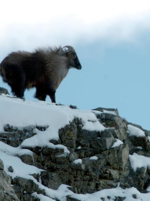 Tahr living in the South Canterbury high country are  likely to be living  a quieter life once...