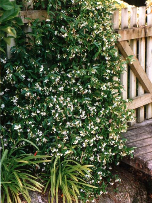 Star jasmine. Photo: Gillian Vine 