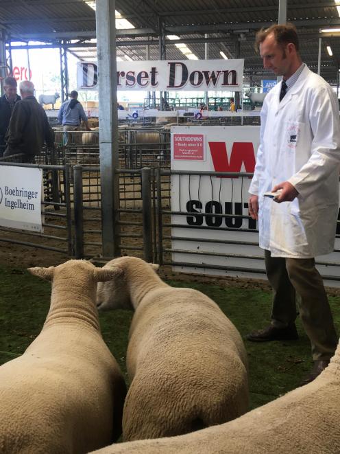 Dave Robertson, from Oamaru, judges a Southdown class at the show. 
