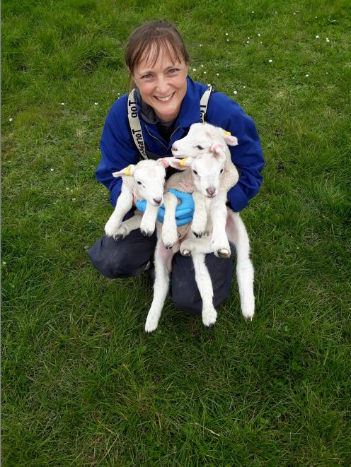 Key drivers of AgResearch senior scientist Dr Sue McCoard's research into lamb-rearing practices include strong welfare, ethical and economic outcomes. Photo: AGResearch