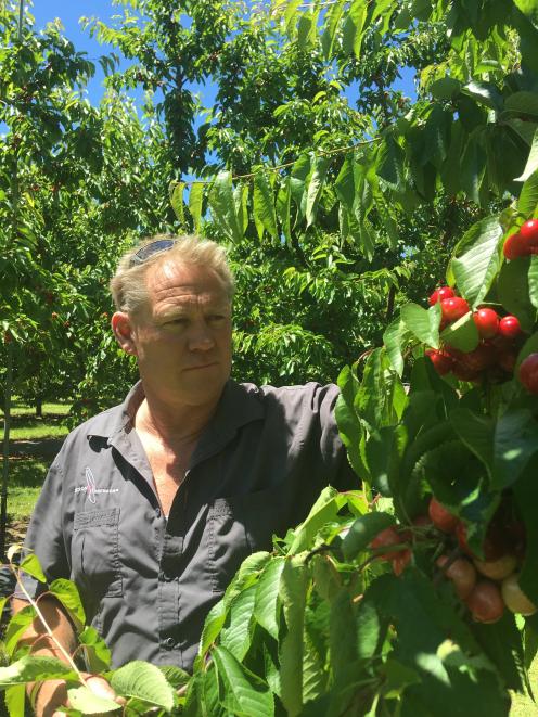 Fruit grower Mark Jackson tends to his crops. Photo: Adam Burns