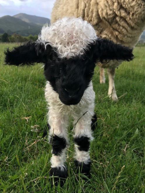 Christine Reed says the cute sheep look like ragdolls. Photo: RNZ