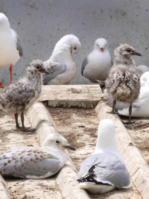Plans are under way to ensure red-billed gulls, protected under the Wildlife Act, do not nest on the roof of Countdown Oamaru next year.