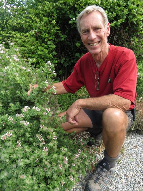 Environmental consultant Dr Barrie Wills, of Alexandra, spent many years trialling dryland plants like Dorycnium to determine its suitability for use on Central Otago farms. He has some plants in his driveway. Photo: Yvonne O'Hara