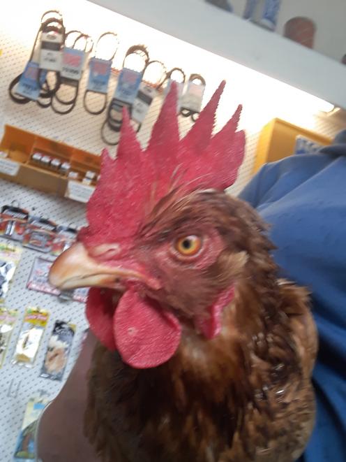 Clucky, after being caught at the petrol station last weekend.PHOTOS: PAM JONES/SUPPLIED