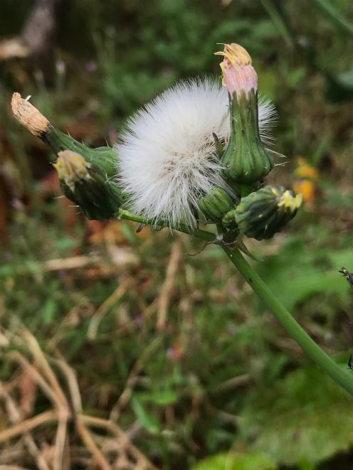 In the unlikely event that your garden doesn't have puha, grab a few seeds and scatter them...