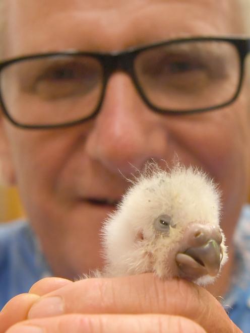 Otago Polytechnic chief executive Phil Ker holds a critically endangered kakapo chick at the...