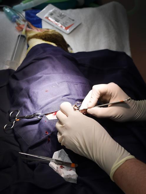 Vets operate on Crystal.