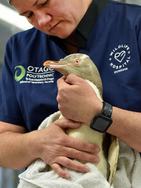 Dunedin Wildlife Hospital founder Lisa Argilla nurses feisty hoiho Crystal back to health yesterday. Photo: Peter McIntosh