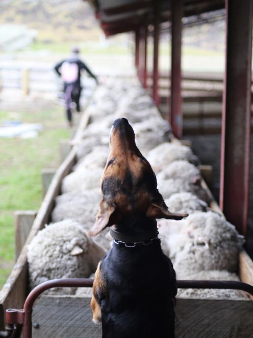 Photographer and Strath Taieri Young Farmers Club member Georgie Hendrie, of Hyde, took this photograph of her partner Tom Serle and one of their dogs, Bindy. The photo won the "You and your working dog'' section of the Royal Canin Photography competition