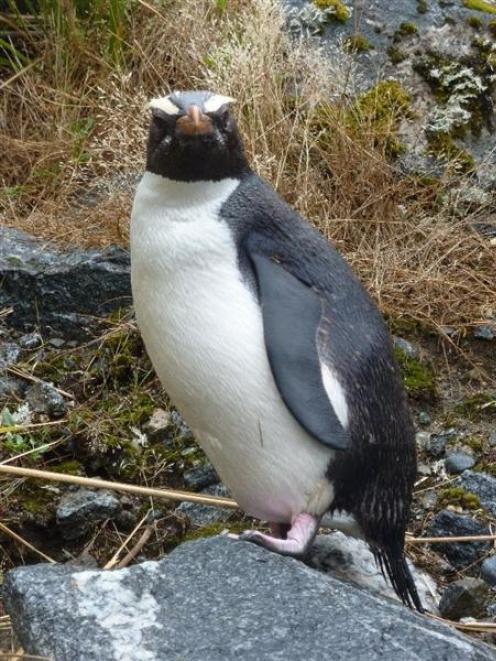 Fiordland Crested Penguins, of which this is an example, have been returning to Milford  Sound in...