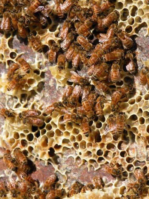 New Zealand manuka honey has come under the microscope in Hong Kong recently.