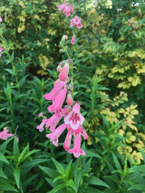 Hidcote Pink was a chance find in an English garden. PHOTOS: GILLIAN VINE