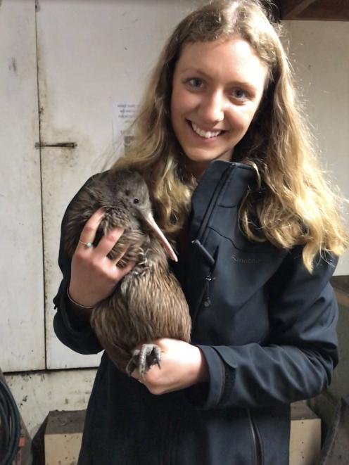 Wildlife keeper Christina Becker-Fifield holds Hakurangi, who was recently released into the wild...