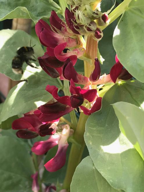 Red-flowered broad bean Hughey is a heritage form selected by Denis Hughes, of Tapanui. 