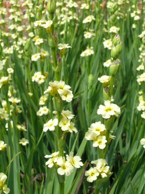 There is a variegated form of Sisyrinchium striatum as well as the green-leafed type.