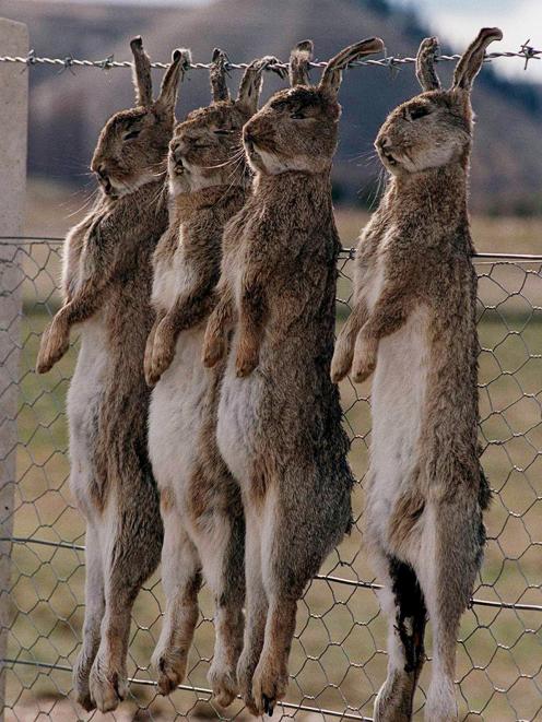 Dead rabbits are strung on a fence at Lowburn, near Cromwell, after the illegal release of rabbit...