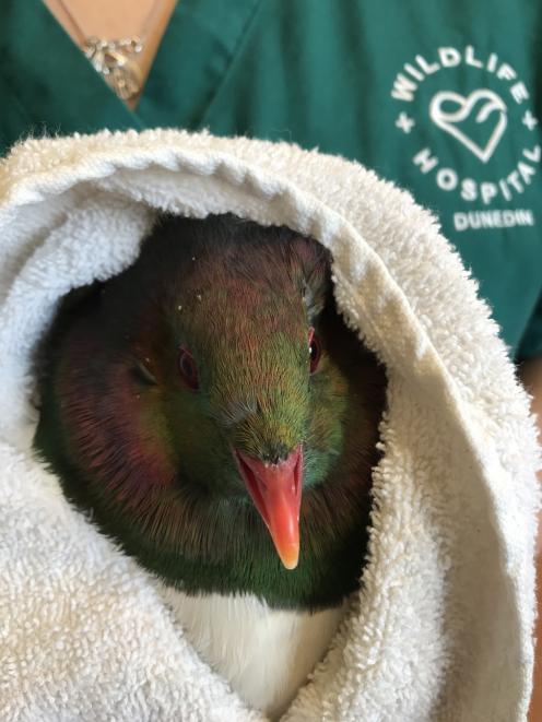 A kereru receives care  at the Dunedin Wildlife Hospital. PHOTO: SUPPLIED
